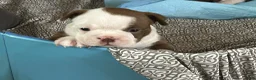 Boston Terrier dogs for sale: Sweet Pea 1 - Ad 2
