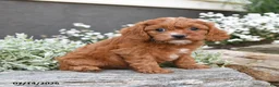 Cavapoo dogs for sale: Dallas - Ad 5