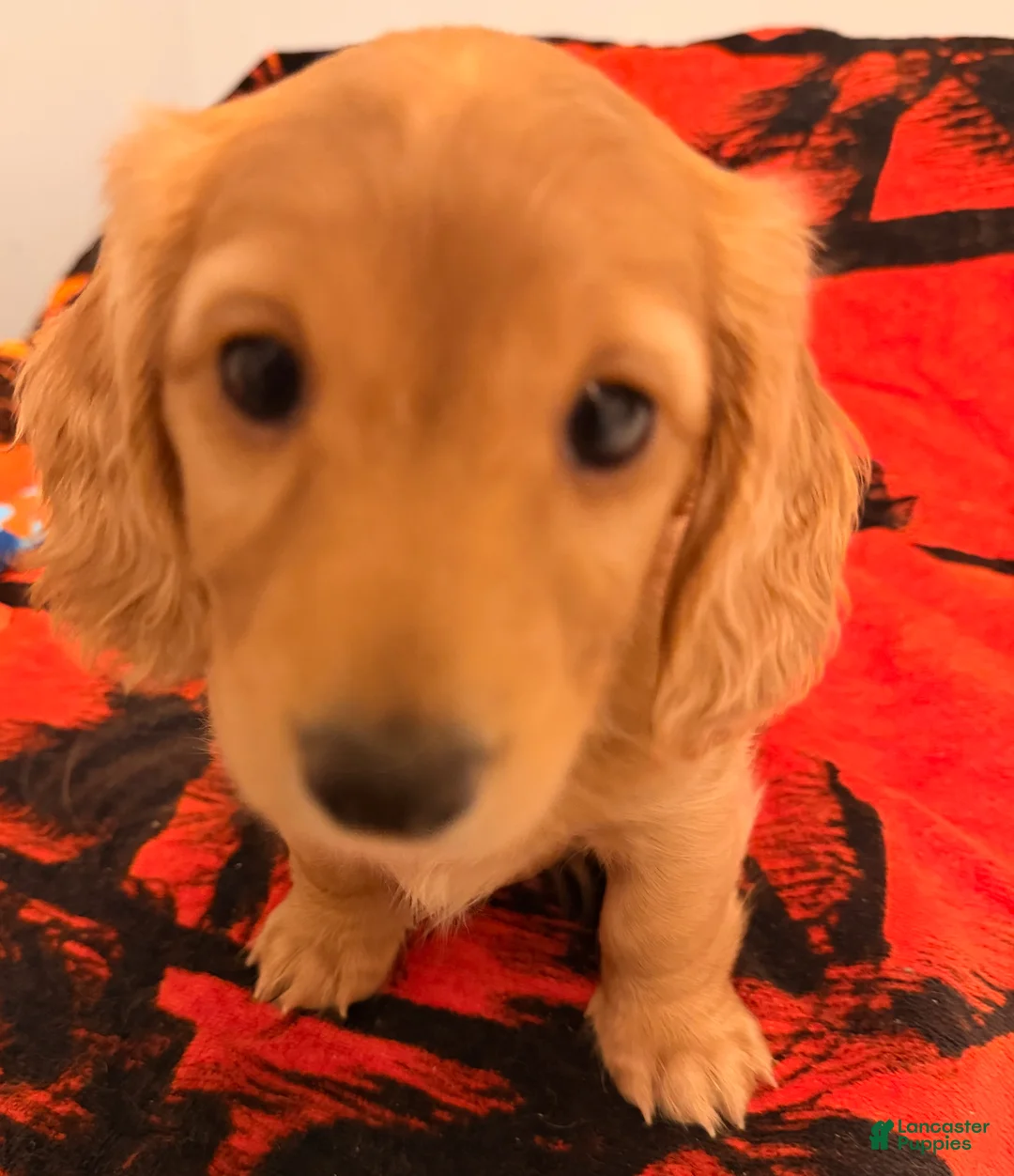 Dachshund dogs for sale: Dachshund Puppy 2 - Ad 3