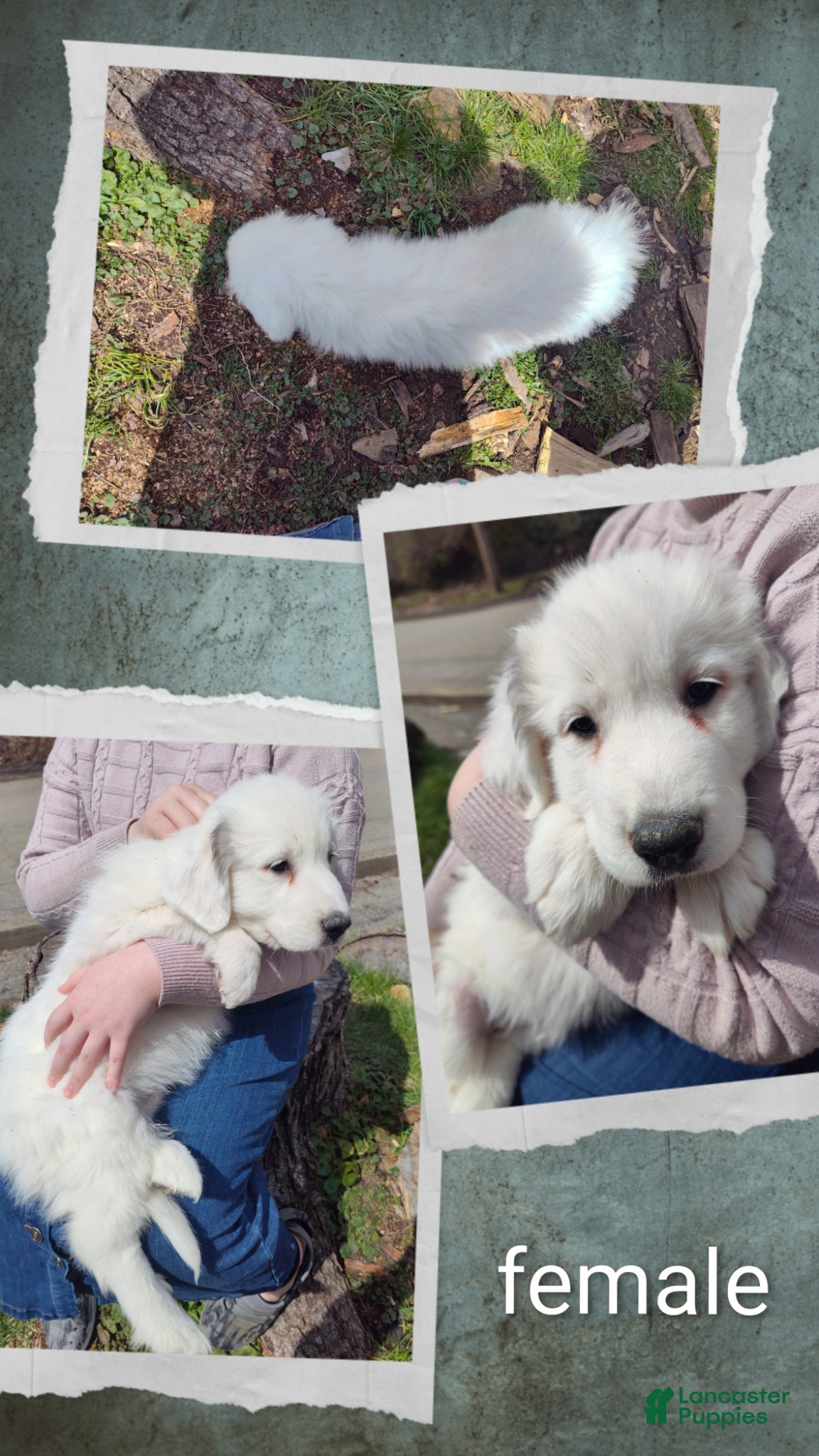 Great Pyrenees dogs Great Pyrenees Puppy 4 - Ad 20