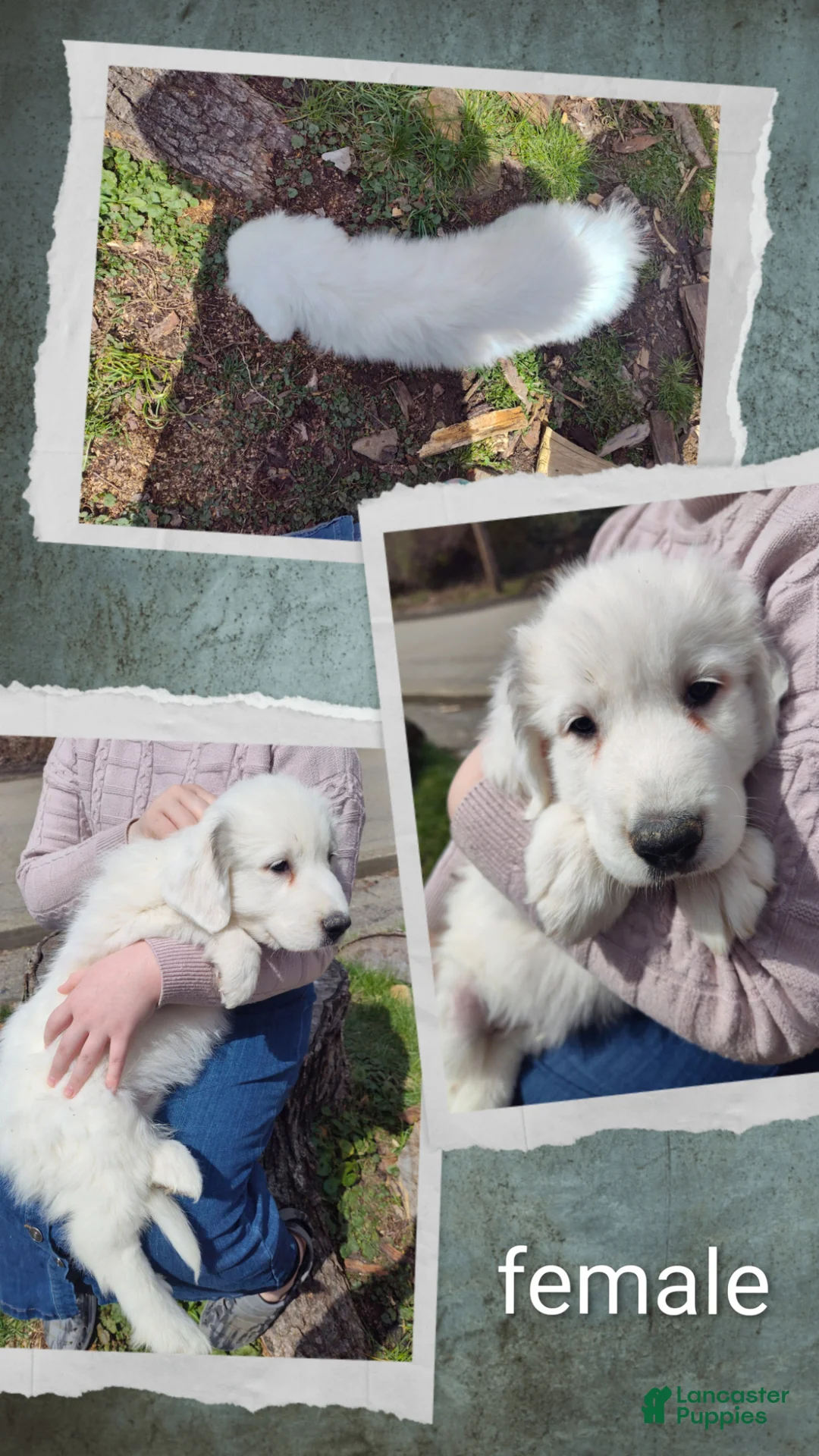 Great Pyrenees dogs for sale: Great Pyrenees Puppy 4 - Ad 1