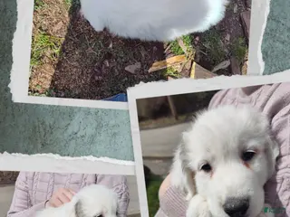 Great Pyrenees dogs Great Pyrenees Puppy 4 - Ad 20