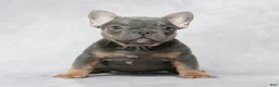 French Bulldog dogs for sale: Stella - Ad 7