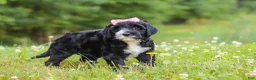 Portuguese Water Dog dogs for sale: Lavender - Ad 4