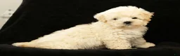Maltipoo dogs for sale: Bella - Ad 3
