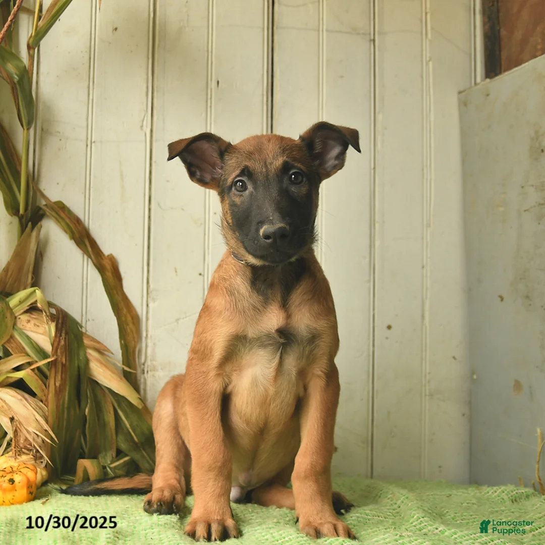Belgian Malinois dogs for sale: Pablo  - Ad 18