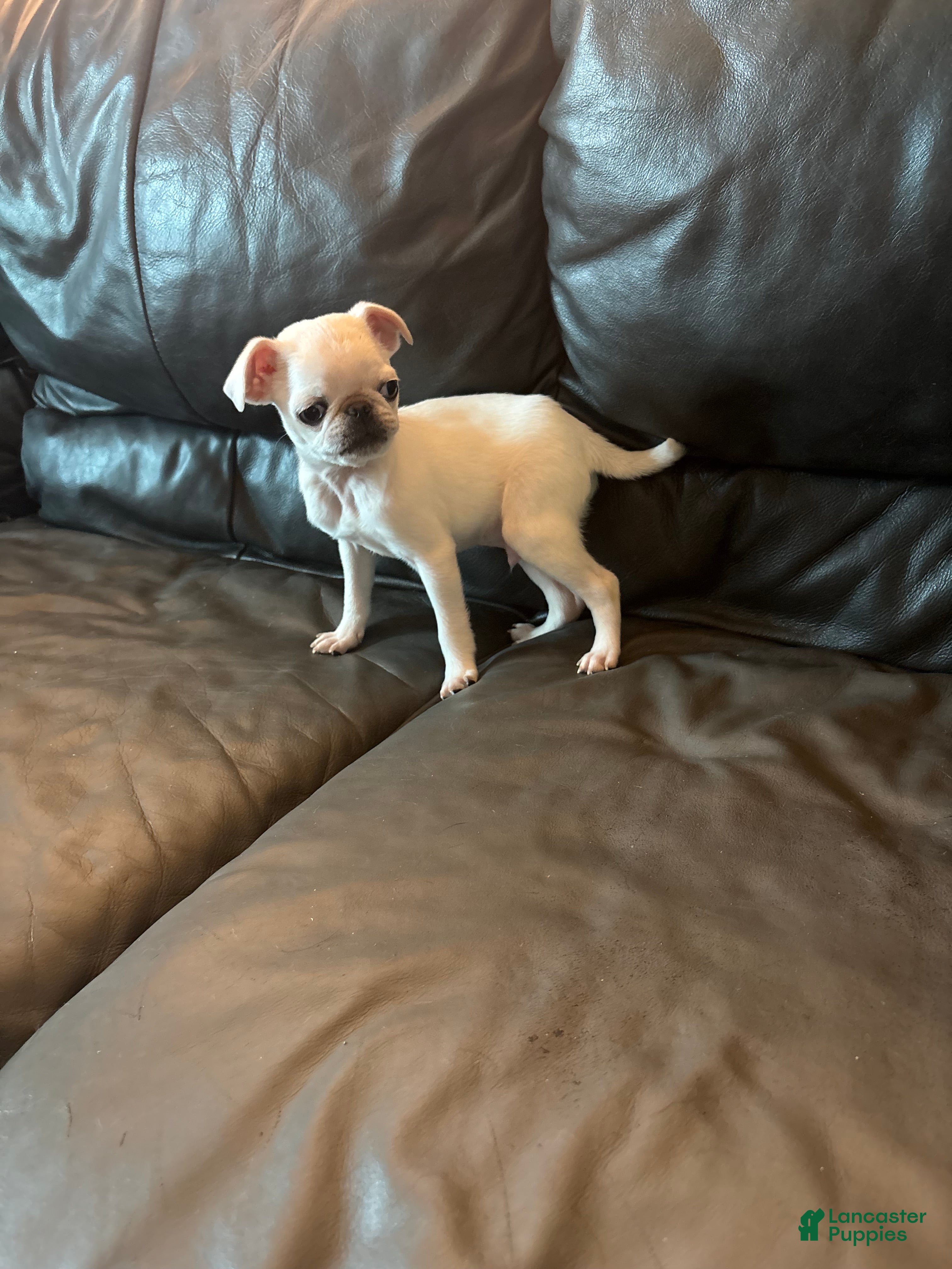 Pug dogs for sale: Ollie  - Ad 3