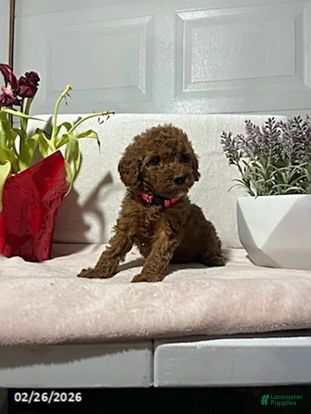 Miniature Poodle dogs for sale: Macy - Ad 3