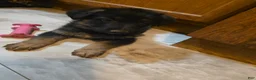 Golden Shepherd dogs for sale: German Shepherd Puppy 4 - Ad 4