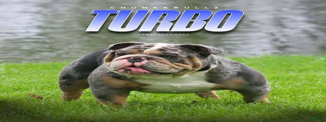 Turbo 