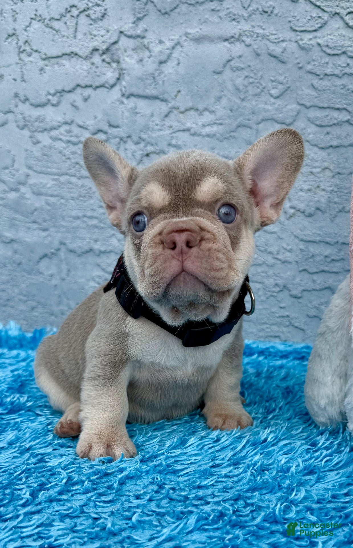 French Bulldog dogs Patrick - Ad 1