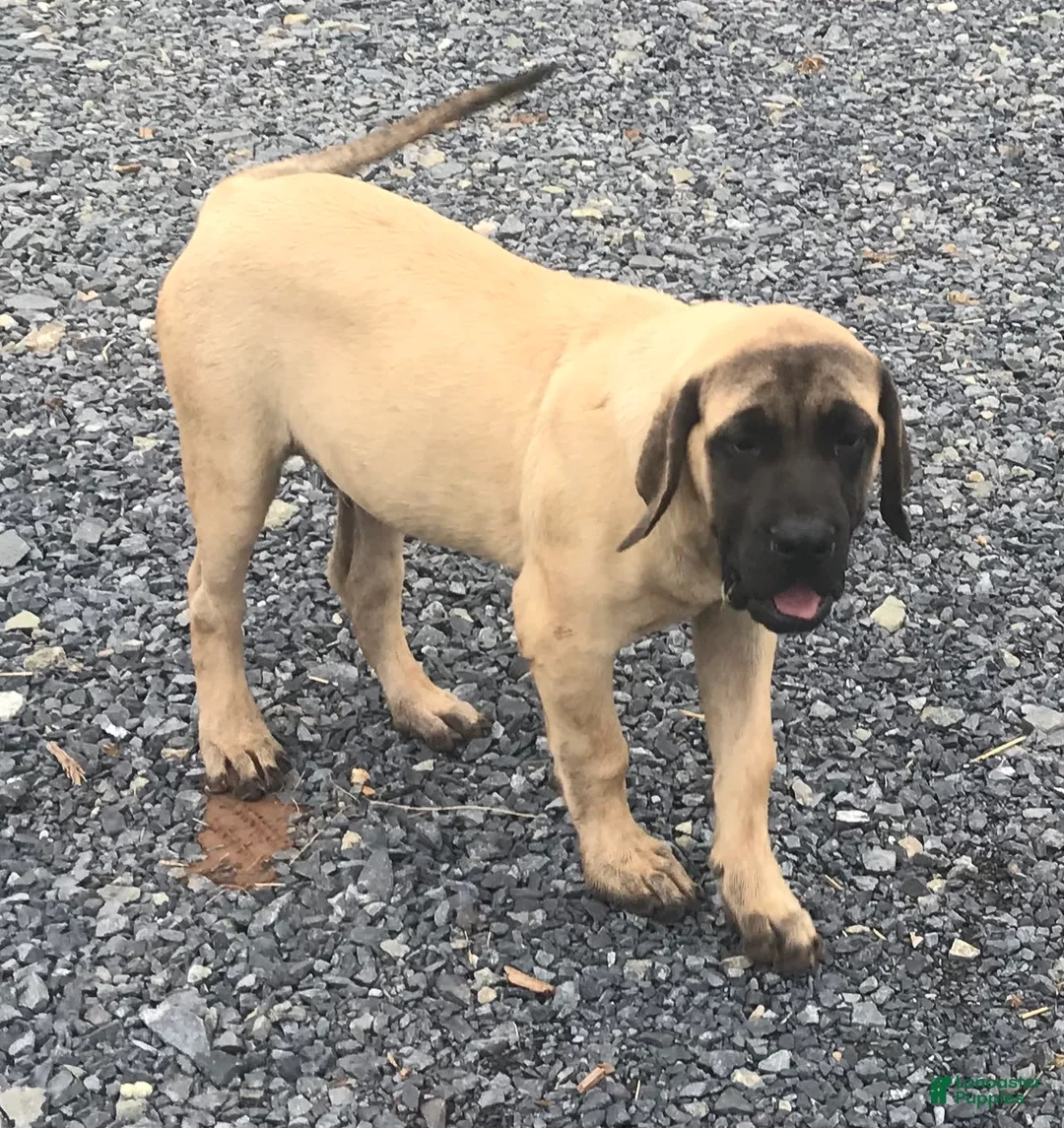 Gallery Image {{count}}