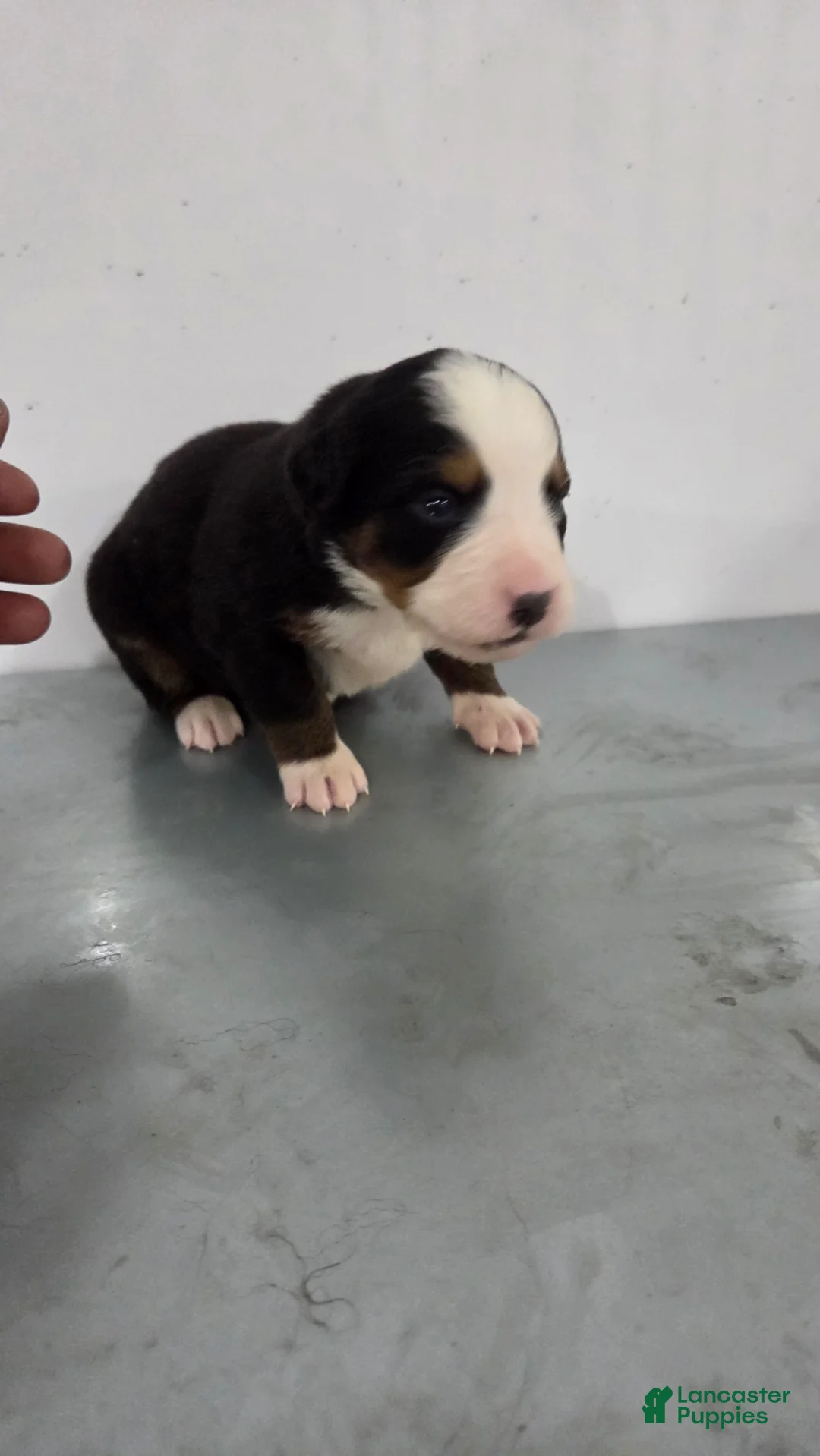 Bernese Mountain Dog dogs for sale: Bernese Mountain Dog Puppy 2 - Ad 1
