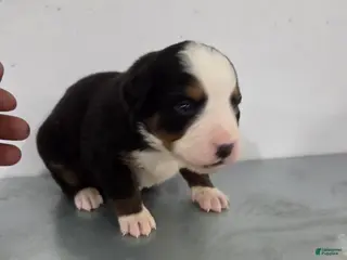 Bernese Mountain Dog dogs Bernese Mountain Dog Puppy 2 - Ad 34