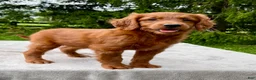 Goldendoodle dogs for sale: Faith medium sized - Ad 3