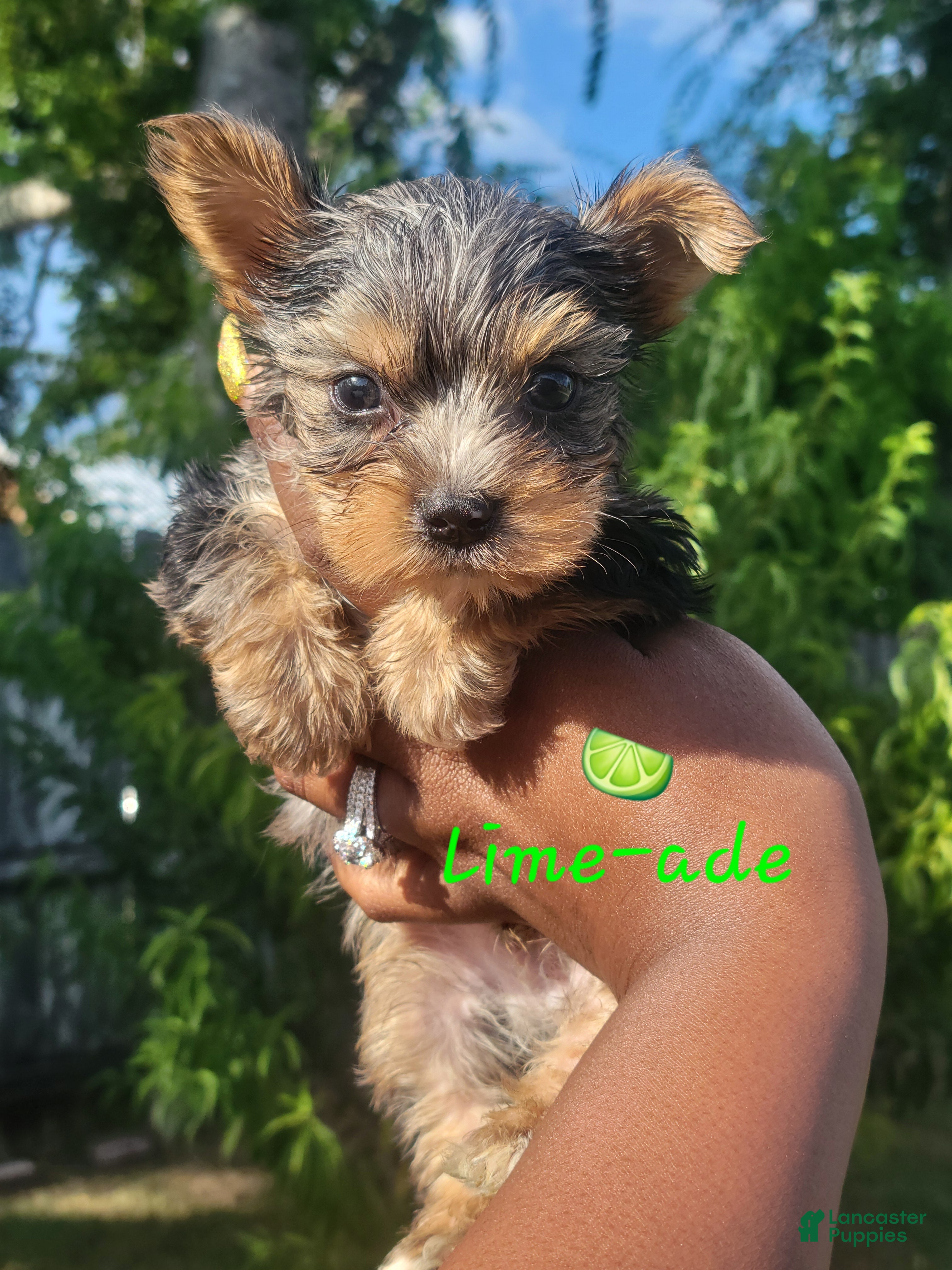 Yorkshire Terrier dogs Traditional Merle Male  - Ad 27