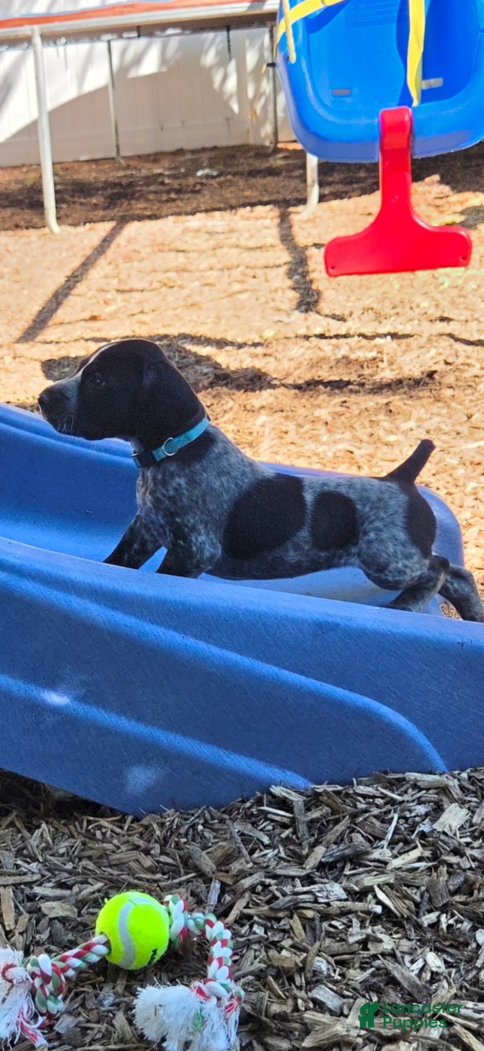 German Shorthaired Pointer dogs Gracie  - Ad 1