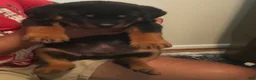 Rottweiler dogs for sale: Rottweiler 1 - Ad 2