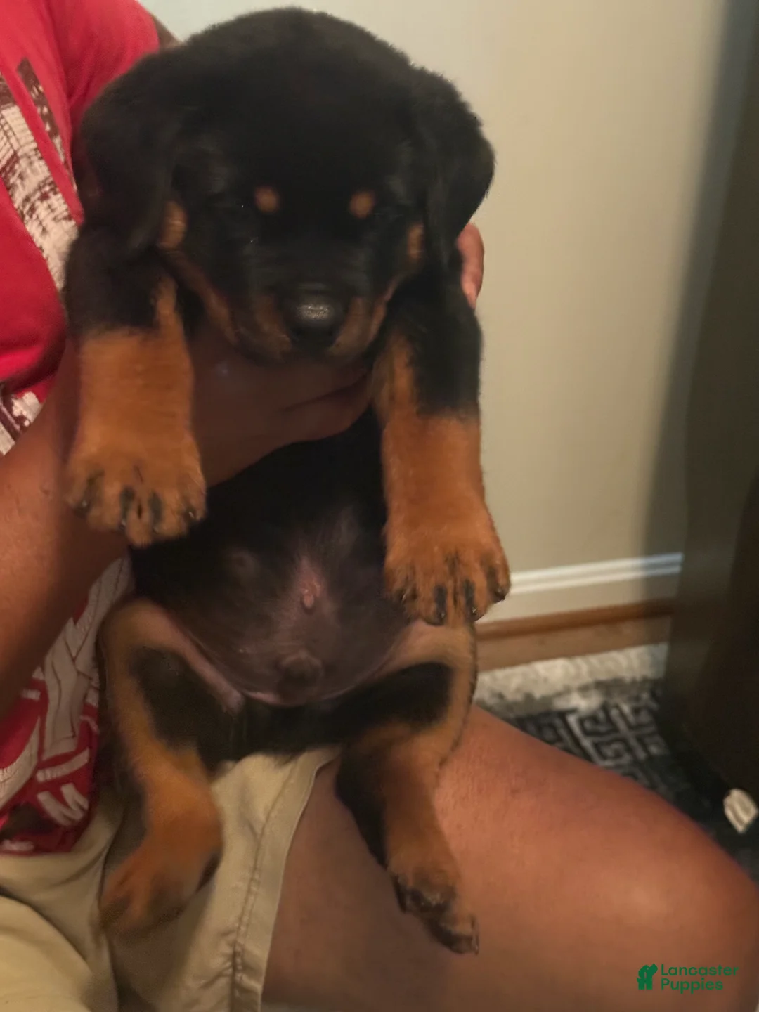 Rottweiler dogs for sale: Rottweiler 1 - Ad 2