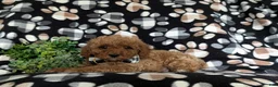 Miniature Poodle dogs for sale: Sniper - Ad 5