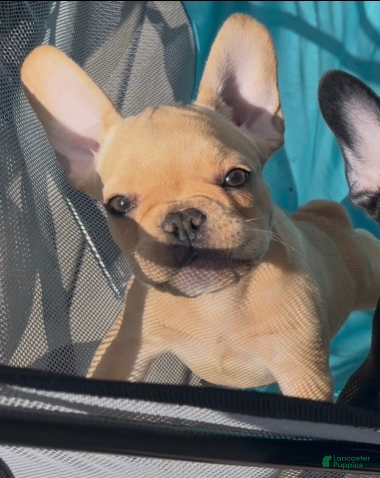French Bulldog dogs French Bulldog Fawn - Ad 1