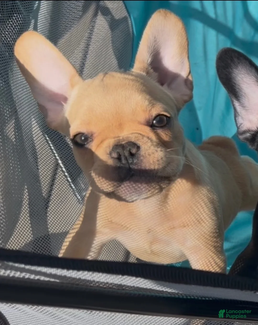 French Bulldog dogs for sale: French Bulldog Fawn - Ad 1