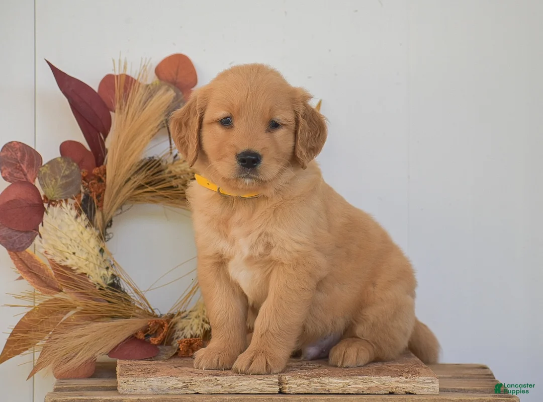 Golden Retriever dogs for sale: Kyler - Ad 1
