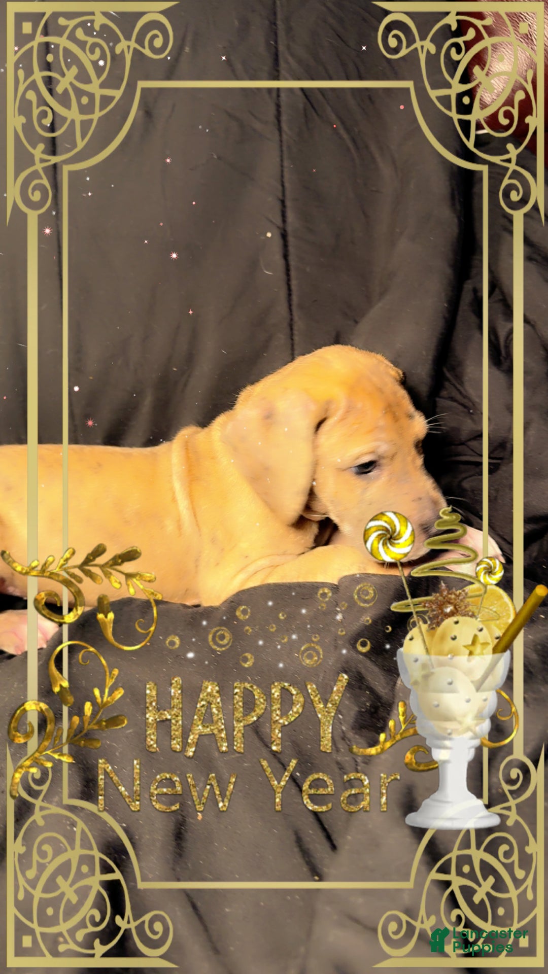 Great Dane dogs for sale: Latte  - Ad 3