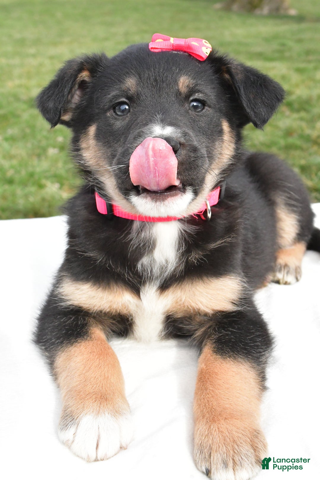 Mixed Breed dogs for sale: Maddie - Ad 5