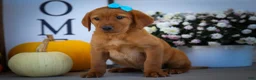 Labrador Retriever dogs for sale: NELSON - Ad 3