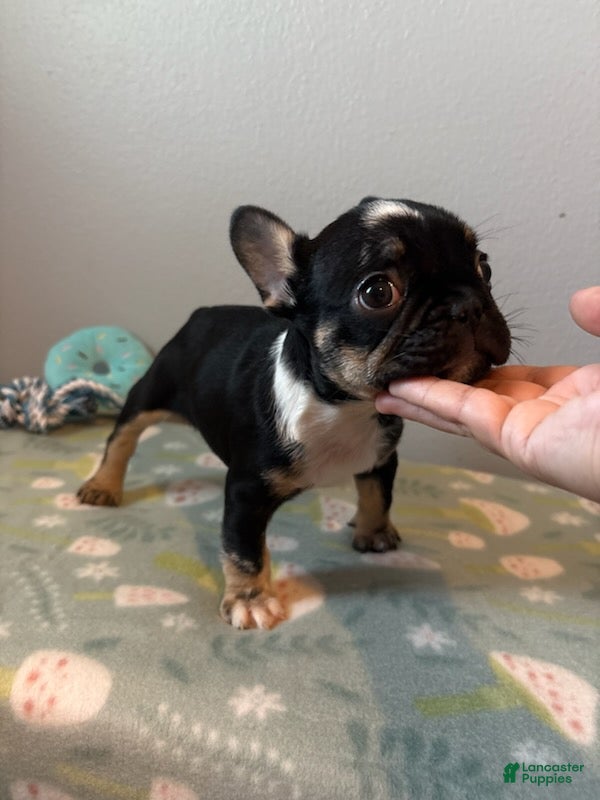 French Bulldog dogs Boy 2 - Ad 39