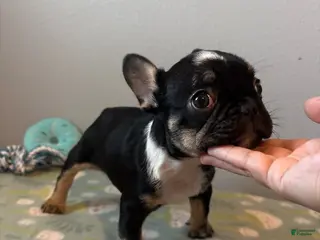 French Bulldog dogs Boy 2 - Ad 39