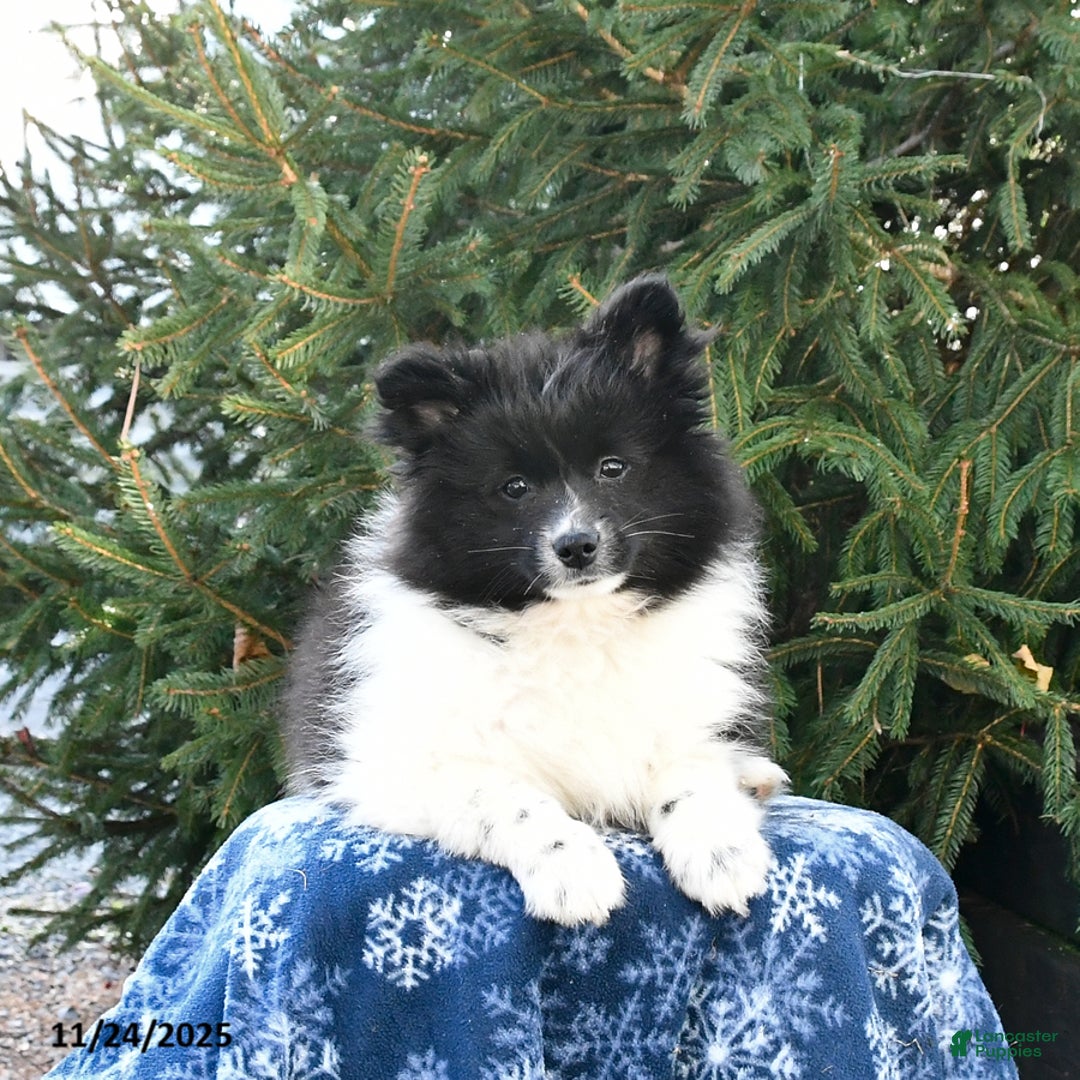 Pomsky dogs for sale: Fluffy - Ad 3