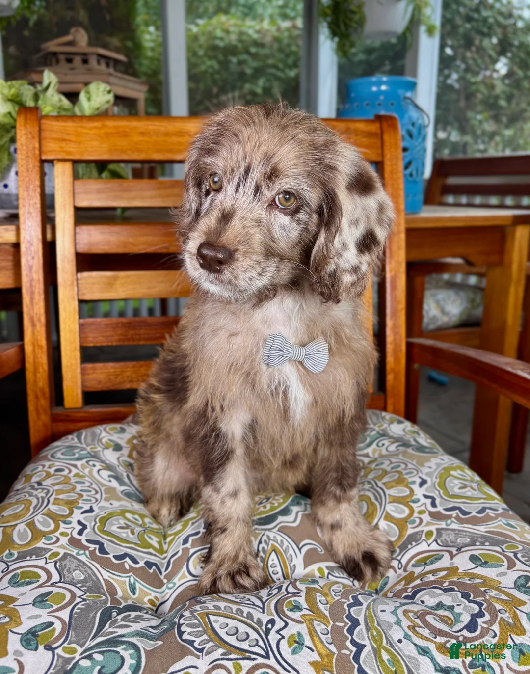 Labradoodle dogs for sale: Chip - Ad 1