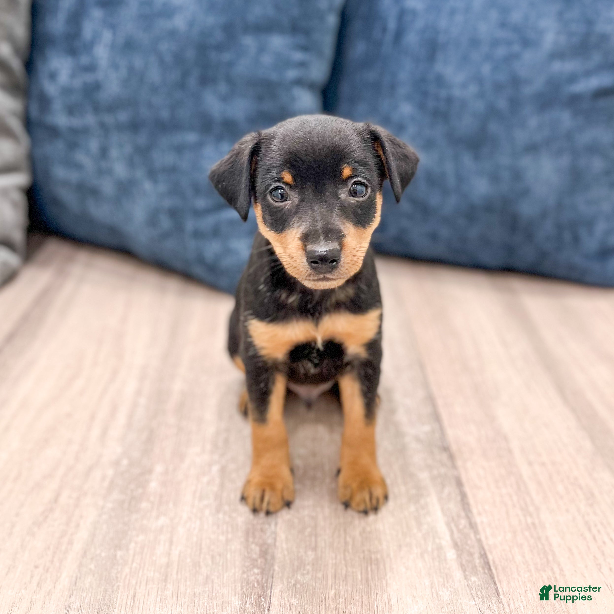 Miniature Pinscher dogs Keiser - Ad 1