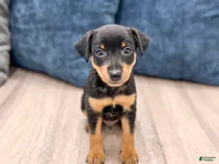 Miniature Pinscher dogs for sale: Keiser - Ad 3