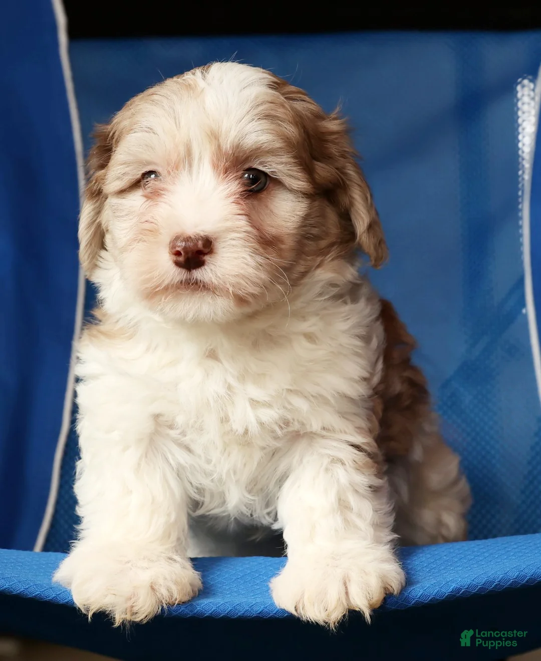 Havapoo dogs for sale: Buster - Ad 6