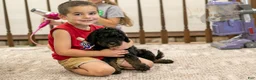 Bernedoodle dogs for sale: Acadia - Ad 38