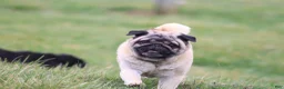 Pug dogs for sale: Garth - Ad 9