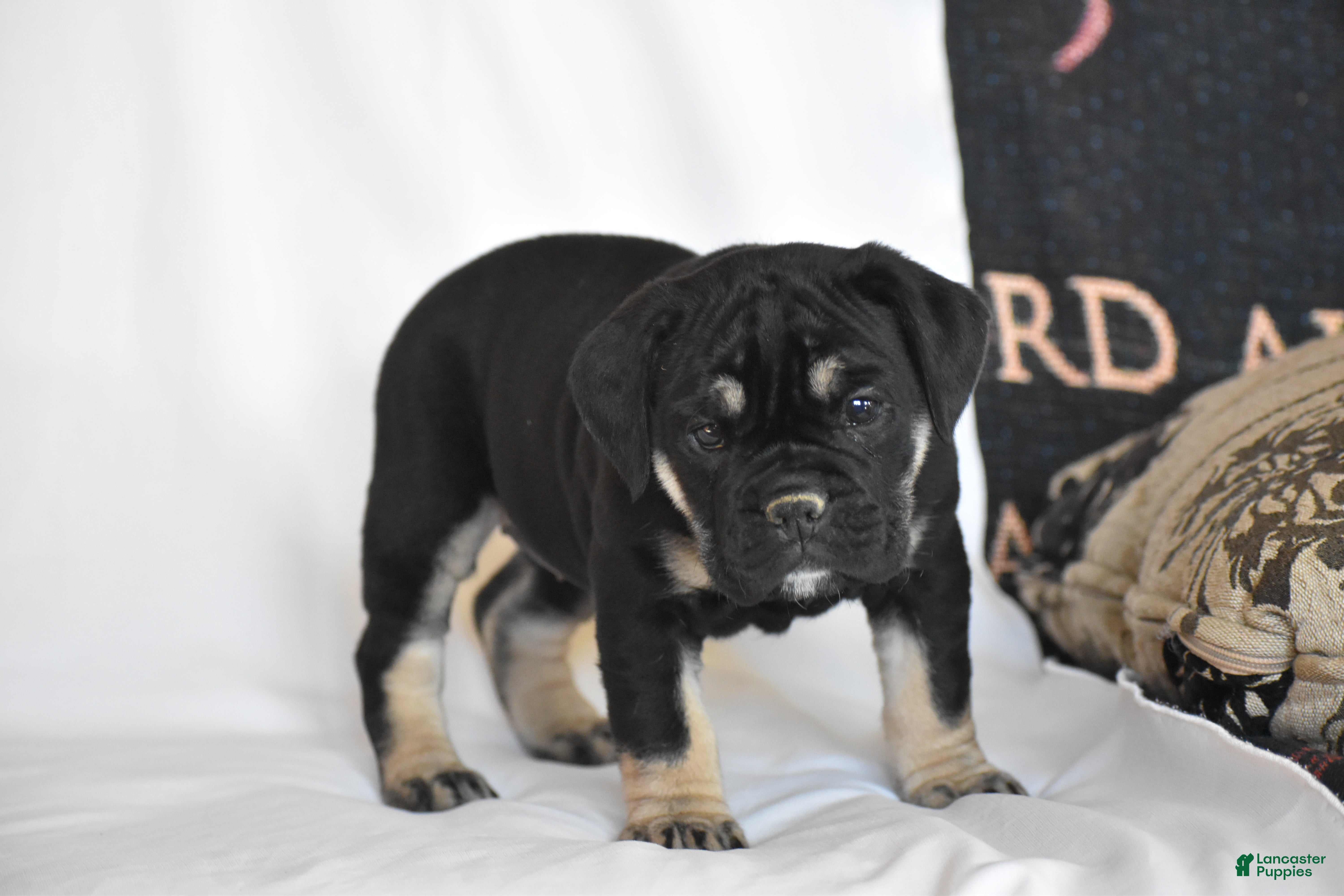 Beabull dogs Ember - Ad 1