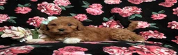 Goldendoodle dogs for sale: Isabel Hypoallergenic - Ad 4