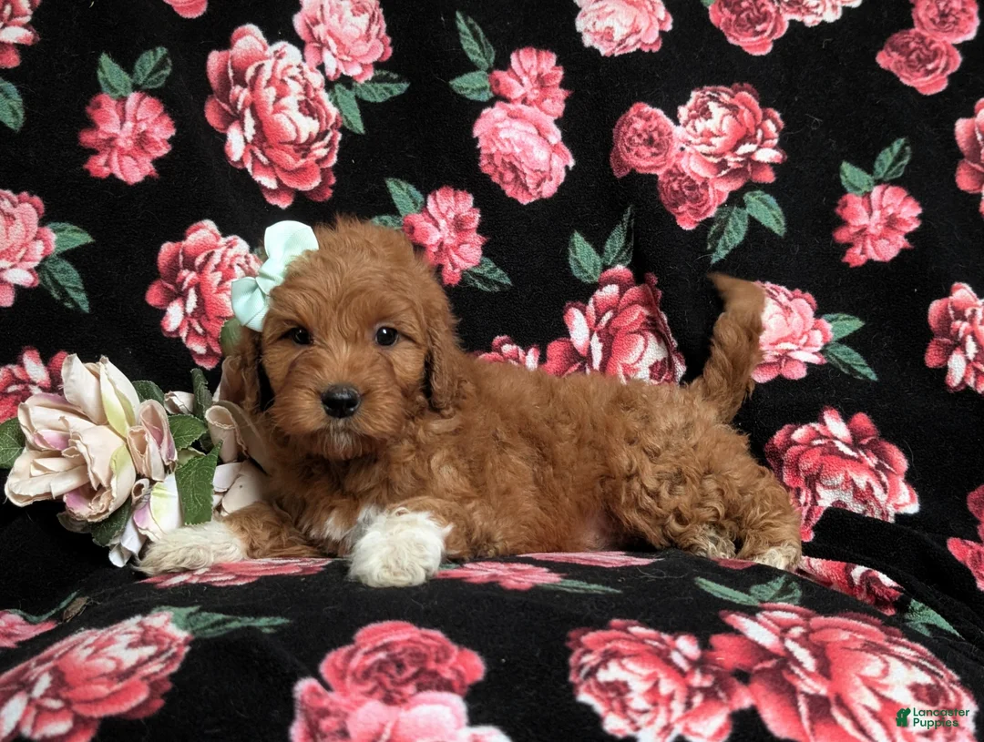 Goldendoodle dogs for sale: Isabel Hypoallergenic - Ad 4