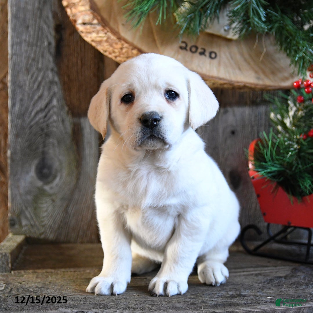 Labrador Retriever dogs for sale: Starlight - Ad 3