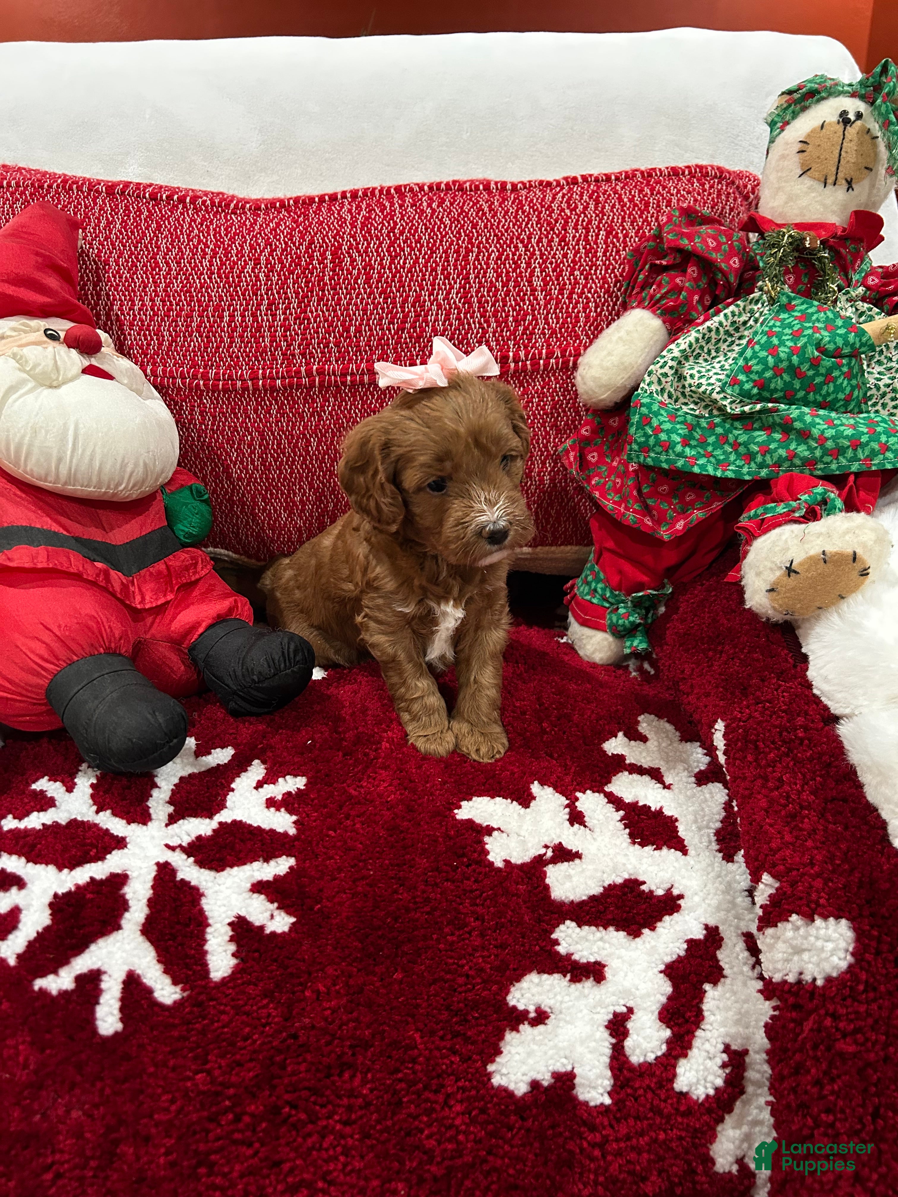 Mini Goldendoodle dogs Petite Mini Goldendoodle Muffin - Ad 2