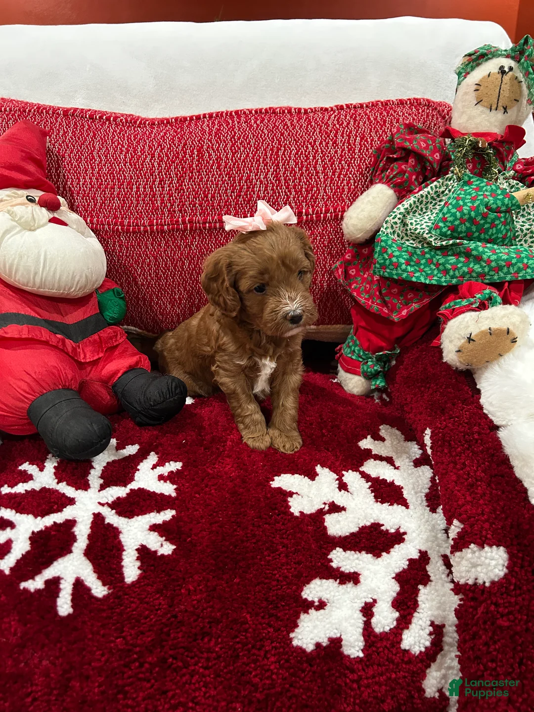 Mini Goldendoodle dogs for sale: Petite Mini Goldendoodle Muffin - Ad 2