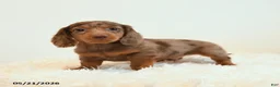 Miniature Dachshund dogs for sale: Linx - Ad 5
