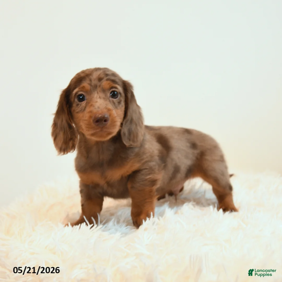Miniature Dachshund dogs for sale: Linx - Ad 5
