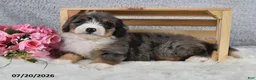 Mini Bernedoodle dogs for sale: Cody - Ad 6