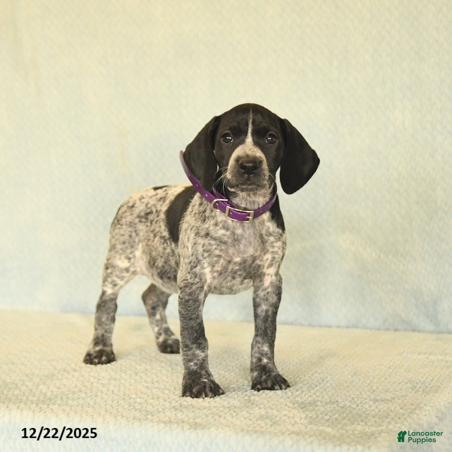 German Shorthaired Pointer dogs Tisha - Ad 8