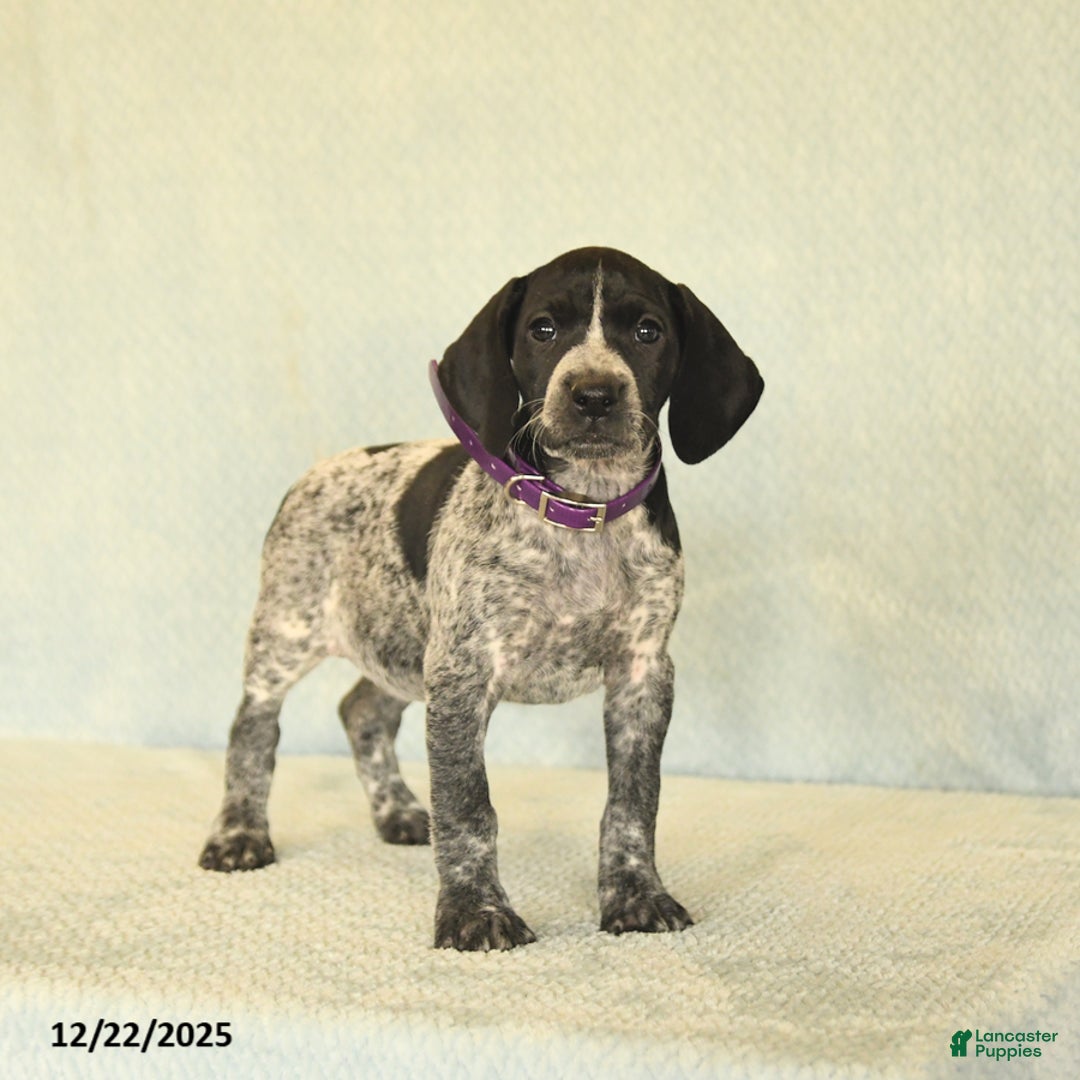 German Shorthaired Pointer dogs for sale: Tisha - Ad 1